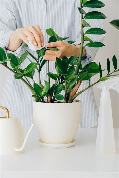 尖葉植物風水|風水植物｜不只富貴竹！7款招財/招桃花植物推介+不可不知風水 